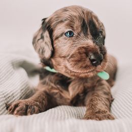 Teal Girl - Merle female Goldendoodle puppy in Mckinney, Texas from Doodles of North Tx