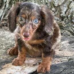 Manny - Dapple male Dachshund puppy in Industry, Illinois from KDKs Kennels