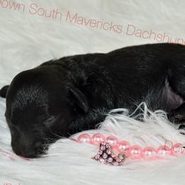 Lettie - Black female Dachshund puppy in Seminary, Mississippi from Down South Mavericks Dachshunds