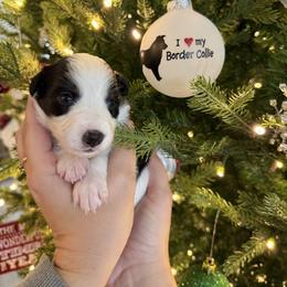 Valentina - Black and white female Border Collie puppy in Seguin, Texas from Geronimo Creek Border Collies
