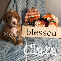 Australian Labradoodle, Double Doodle, Goldendoodle, and Labradoodle Puppies from Lake Mountain Doodle