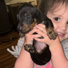 Girl 1 - Black and tan female Dachshund puppy in Beaumont, Mississippi from Riverside Doxies