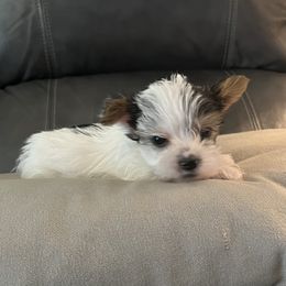 Yorkshire Terrier Puppies from Behrens_Beauties