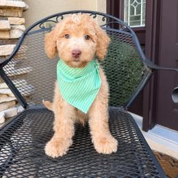 Milo - Cream male Goldendoodle puppy in Sanford, Florida from Florida Coast Golden Doodles