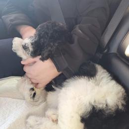 Goldendoodle and Poodle Puppies from Elizabeth Rocha's Doodles