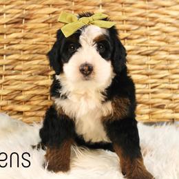 Queens - Tri-color female Bernedoodle puppy in Casa Grande, Arizona from AzDoodle Dandies