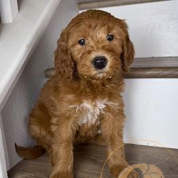 Havarti - Red  female Goldendoodle puppy in Murrieta, California from Apricot Poodles & Goldendoodles, LLC