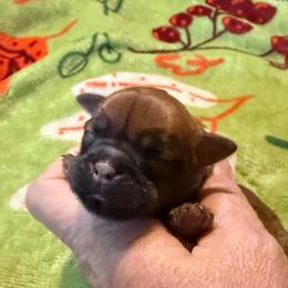Leia - Belge female Brussels Griffon puppy in Seneca, Missouri from Stephanie’s Puppy Colony