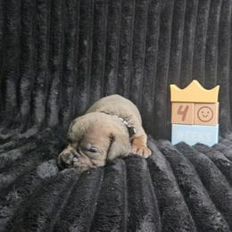 Black collar - Gray brindle male Cane Corso puppy in Fritch, Texas from Carrie Brown's Cane Corsos