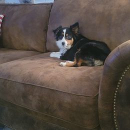 Tessa - Toy Australian Shepherd