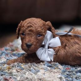 Grey Collar - Red  male Poodle puppy in Vernon, Texas from Sugarland's Texas Goldendoodles