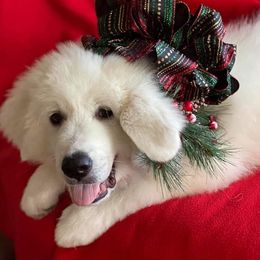 Great Pyrenees Puppies from Judith Cooper’s Great Pyrenees