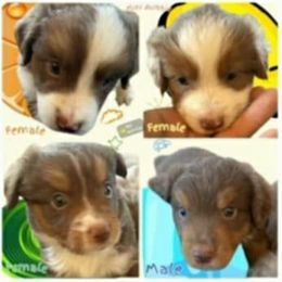 Alf - Red tri-color female Miniature American Shepherd puppy in Vale, Oregon from War Eagle Kennel