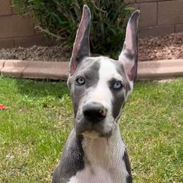 Great Dane Puppies from F&B Kennels