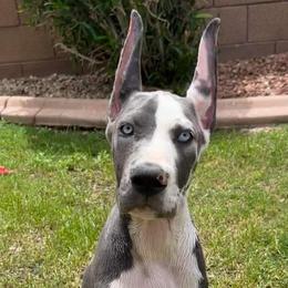 Great Dane Puppies from F&B Kennels