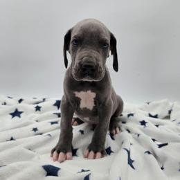 Thor - Blue male Great Dane puppy in Kannapolis, North Carolina from Carolina Great Danes & Toy Poodles