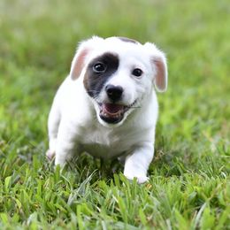Oliver - Tri-color male Russell Terrier puppy in Andover, Connecticut from Frog Hollow Farm