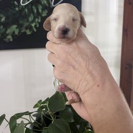 Boy 4 - Cream male Dachshund puppy in Gouverneur, New York from Dack Dachshunds