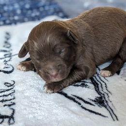 Yellow collar - Red male Companion Cross puppy in Tom's Brook, Virginia from rising sun duck tollers