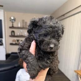 Mocha - Black female Cockapoo puppy in Ocala, Florida from Clad Doodles