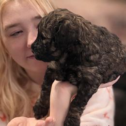 Teddy Von BridleWoof - Sable male Goldendoodle puppy in Great Barrington, Massachusetts from BridleWoof