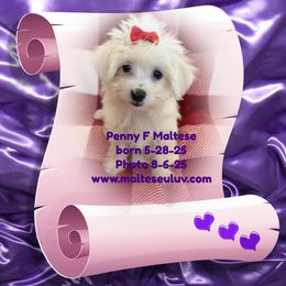 Girl 3 - female Maltese puppy in Silverhill, Alabama from Malteseuluv’s Tiny Treasurers