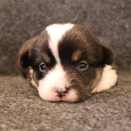 French - Black and tan female Pembroke Welsh Corgi puppy in Arcanum, Ohio from Weissway Corgis
