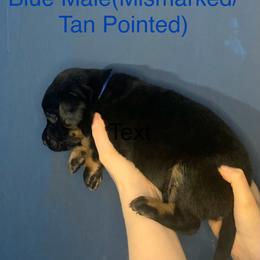 Labrador Retriever Puppies from Shadows Lovely Kennel