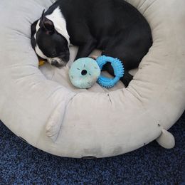 Boston Terrier Puppies from K&N Boston Paws