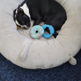 Boston Terrier Puppies from K&N Boston Paws