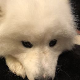 Angel - Samoyed