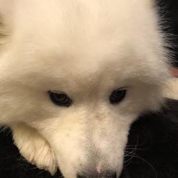 Angel - Samoyed