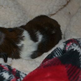 Shih Tzu Puppies from Moore Shih Tzus