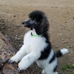 Poodles from Nothing better than Standard poodles