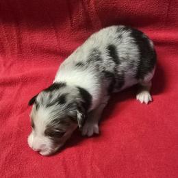 Blue bell 1 - Blue merle female Australian Shepherd puppy in Lakeland, Florida from Diamond P Australian Shepherds