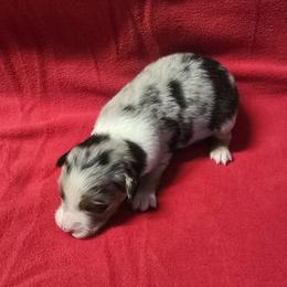 Blue bell 1 - Blue merle female Australian Shepherd puppy in Lakeland, Florida from Diamond P Australian Shepherds