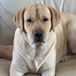 Pistol - Labrador Retriever