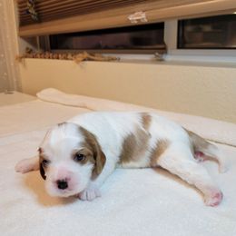 Luca - Blenheim male Cavalier King Charles Spaniel puppy in Menifee, California from Southern California Cavaliers