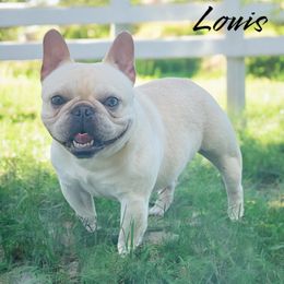 Louis - French Bulldog