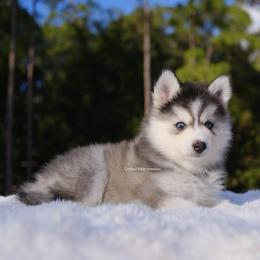 Stella - Gray and white female Pomsky puppy in Loxahatchee, Florida from Cardinal Point Pomskies