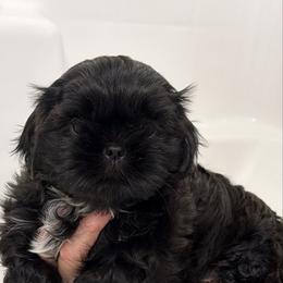 Boy 1 - Black male Shih Tzu puppy in Lynnwood, Washington from Caroline's Shih Tzus