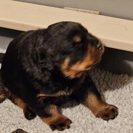 Princess Vom Hause Pragacz - Black and mahogany female Rottweiler puppy in Bartonsville, Pennsylvania from Karol's Rottweilers