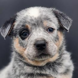 Boy 5 - Blue speckled Australian Cattle Dog puppy in Burleson, Texas from Bluebonnet Heelers