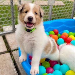 Chip - White merle male Collie puppy in St Augustine, Florida from Saltwater Collies LLC