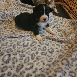 Miniature Australian Shepherd Puppies from Carter's Cuties
