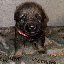 Sable Boy - Orange Collar : Tom - Black male German Shepherd puppy in St. Cloud, Florida from Pray Love Shepherd Kennels