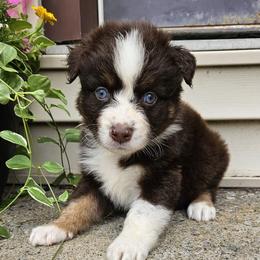 Dove - Red tri-color female Australian Shepherd puppy in Fultonville, New York from Sandy Aussies & Pomeranians