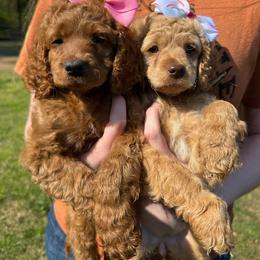 Cockapoo Puppies from Ouachita River Cockapoos