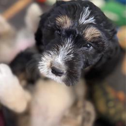 Willow - Black and white female Aussiedoodle puppy in Hempstead, Texas from Young Gun Aussies