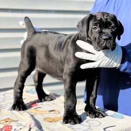 The Soul Queen - Cane Corso puppy from Dream Team Kennels